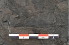 Foto (Detailansicht) von Acrostichopteris lunzensis Ettingshausen (NHMW-GEO-2024-0188-10524)